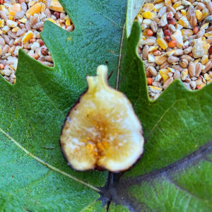 Bakor “Figues du Monde”