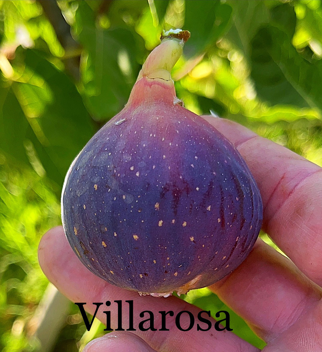 Villarosa - ProFig